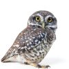 Owl Window Stickers ROLY BEE Vinyl Material Kids Room-1
