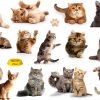 Cat Window Clings for Kids by SKEPHWSKA Cartoon Stickers-0