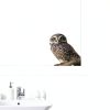 Owl Window Stickers ROLY BEE Vinyl Material Kids Room-2